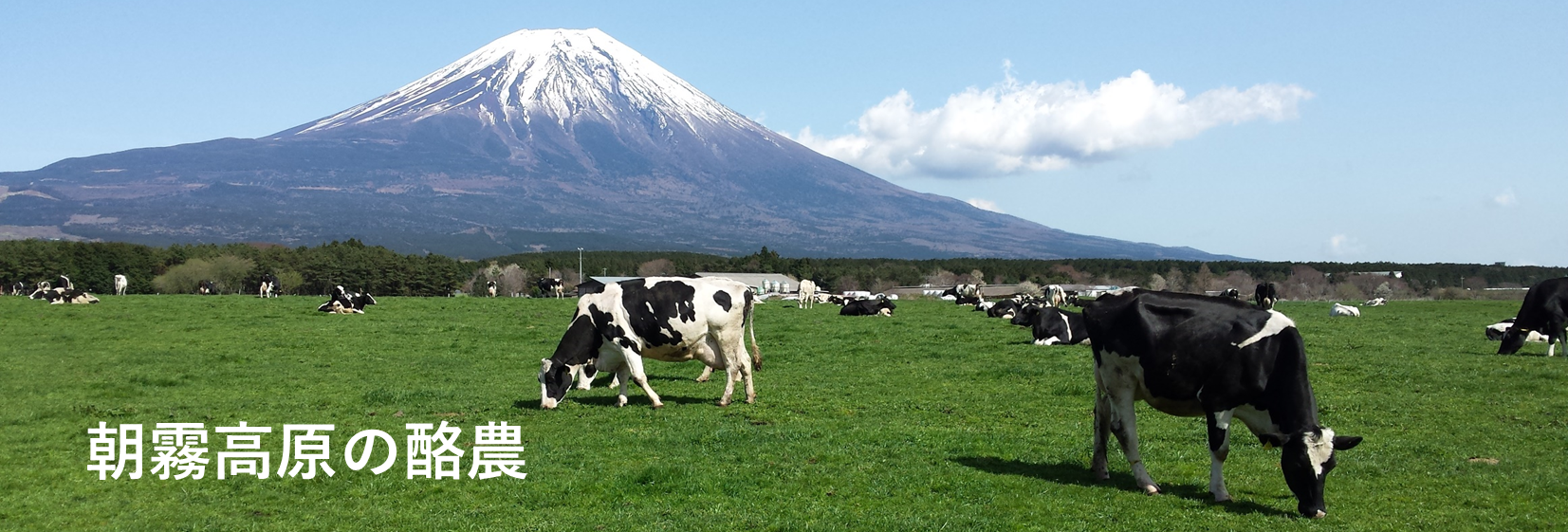 朝霧高原の酪農